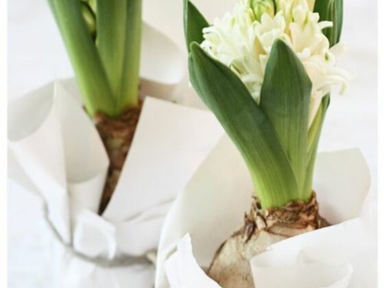 anoiksiatika louloudia